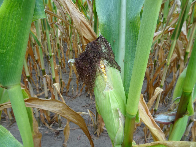 Corn growing.