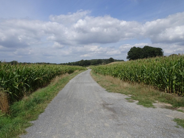 My route through the corn.
