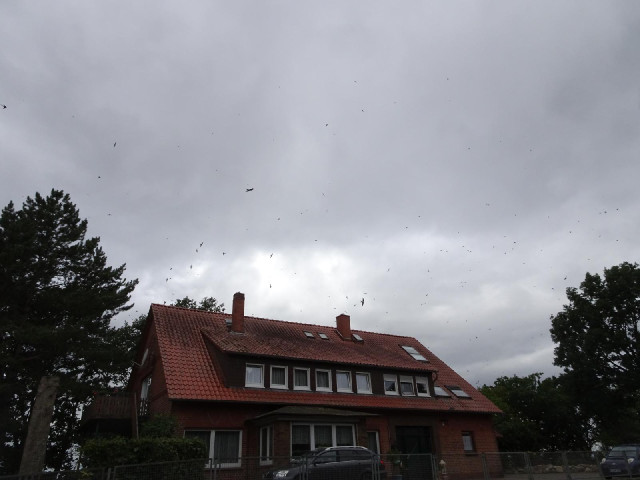 The sky over this one particular house was thick with birds.