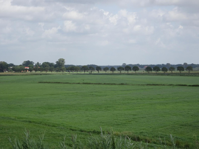 Like in the Netherlands, I've inadvertantly taken a picture of a row of trees which I am about to fo...