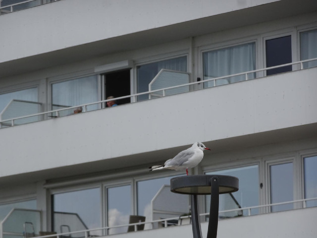 A seagull and a seafront hotel.