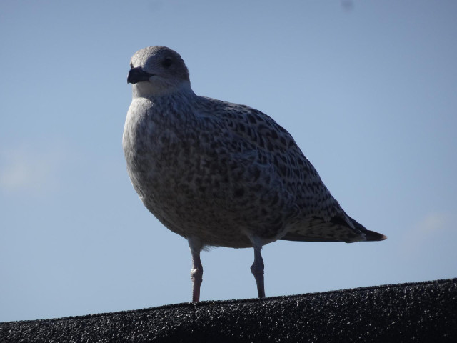 A seagull on the next building.