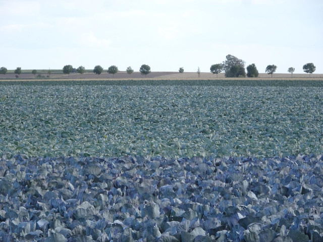 Red and white cabbages.