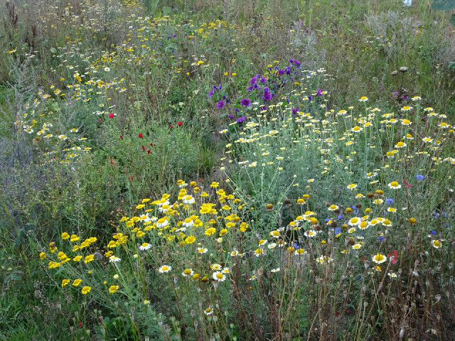 Wild flowers at the roadside.