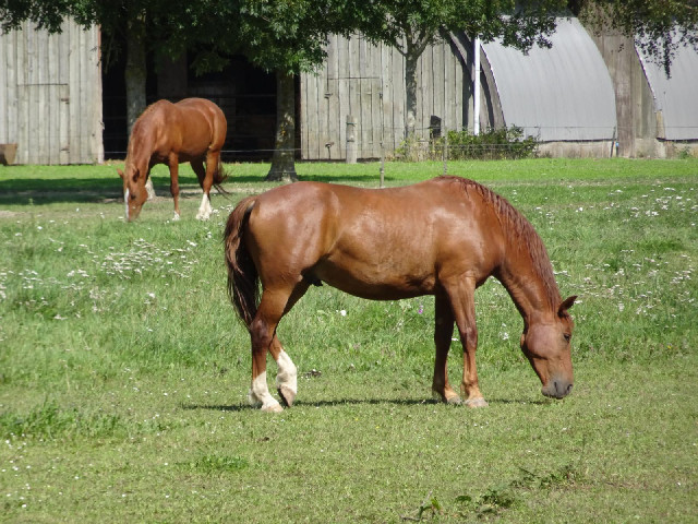 Unusually, these horses stood there and let me take a picture of them instead of coming over to see ...