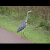 A heron on the bike path.