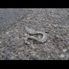 This year's dead snake has come unusually early. Less than two hours later, a live one would slither...
