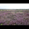 A purple field.