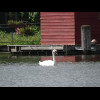 Just a swan.
