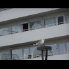 A seagull and a seafront hotel.