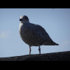 A seagull on the next building.