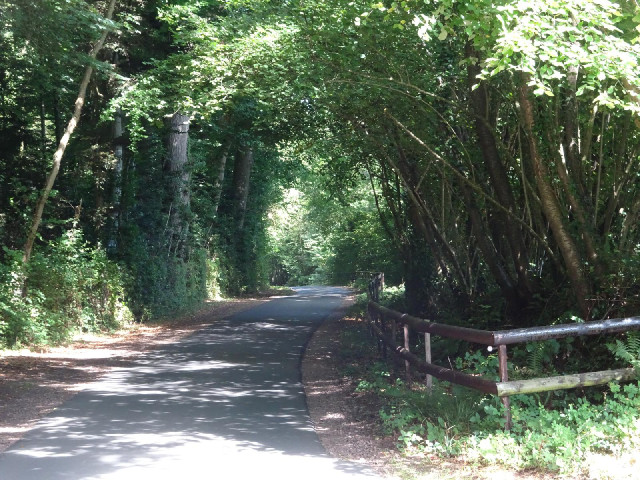 A shady road.