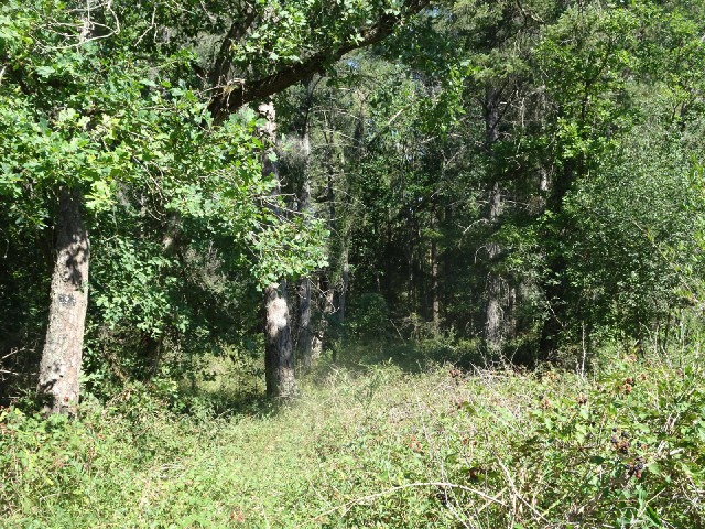 Fontainebleau Forest.