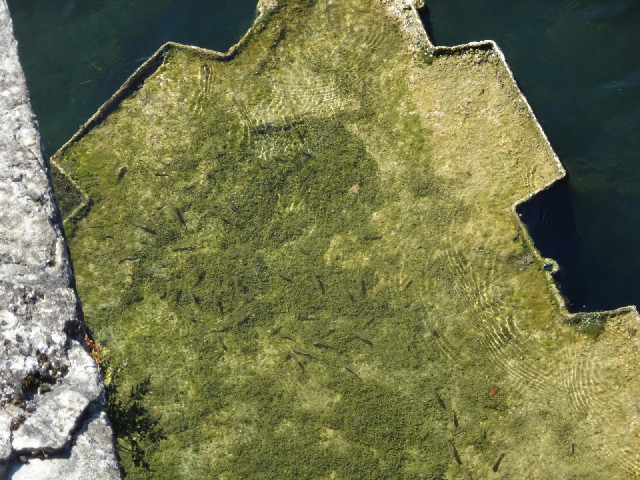 Fish in the shallow water above one of the bridge piers.