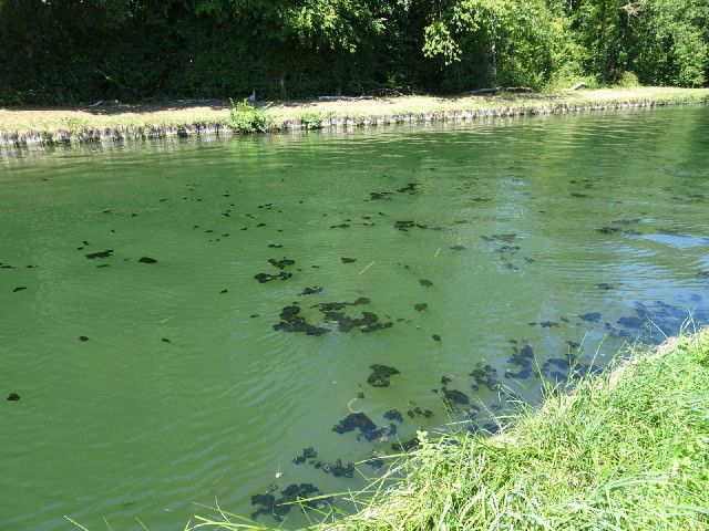 Some sort of moss floating on the canal.