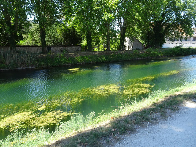 The water is clear enough that you can see the stems of the plants which are growing in it. I guess ...