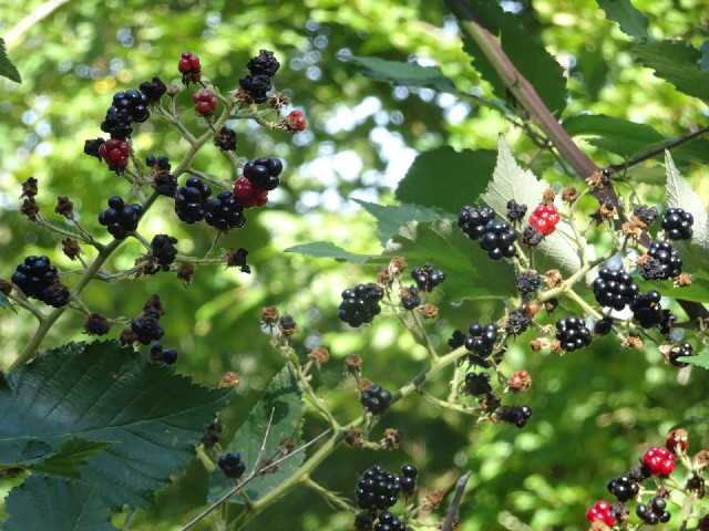 Blackberries. I managed to get close enough to eat one without getting off the bike or getting a tho...
