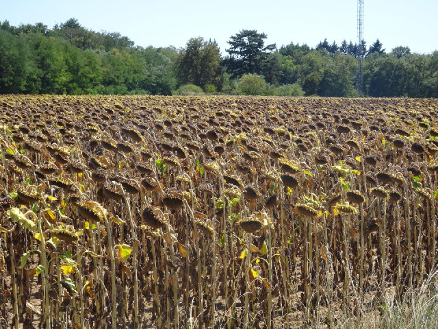 These sunflowers look past their best.