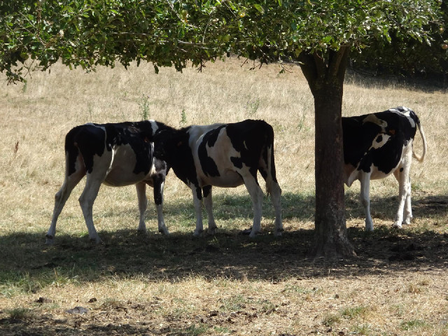 Cows in the shade.