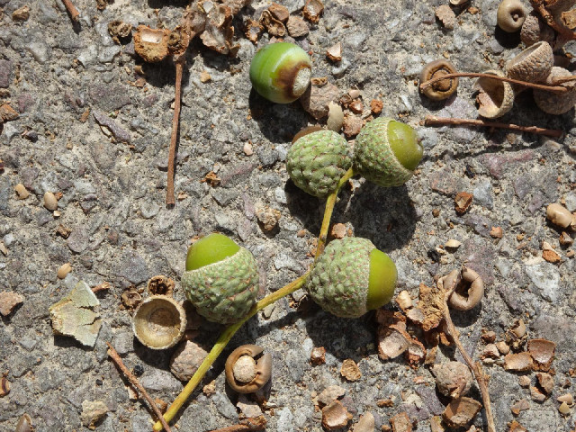 Acorns. France has been having a long heatwave this summer, which is making autumn come early.