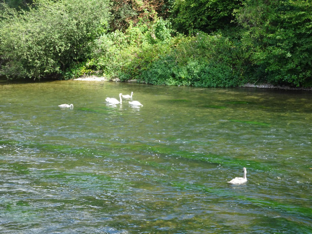 Swans on a fast-flowing, shallow bit of river.