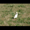 A bird which was pecking in a field near the river.