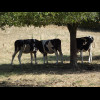 Cows in the shade.