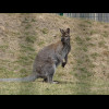 A wallaby.