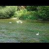 Swans on a fast-flowing, shallow bit of river.