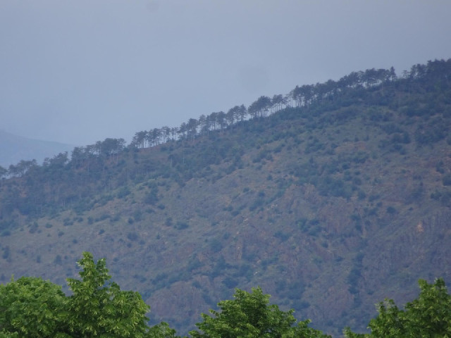 Trees on a ridge.
