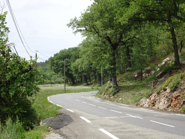 A curvy tree-lined road.