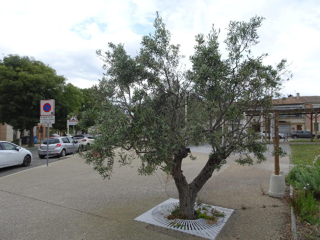 I don't know what this tree is but it looks Mediterranean.