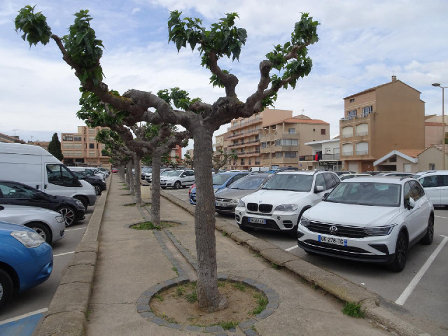 Trees in a car park.