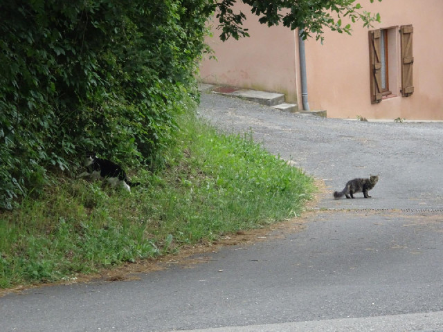 Two cats which froze motionless and stared at me.