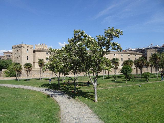 A tree with some large flowers.