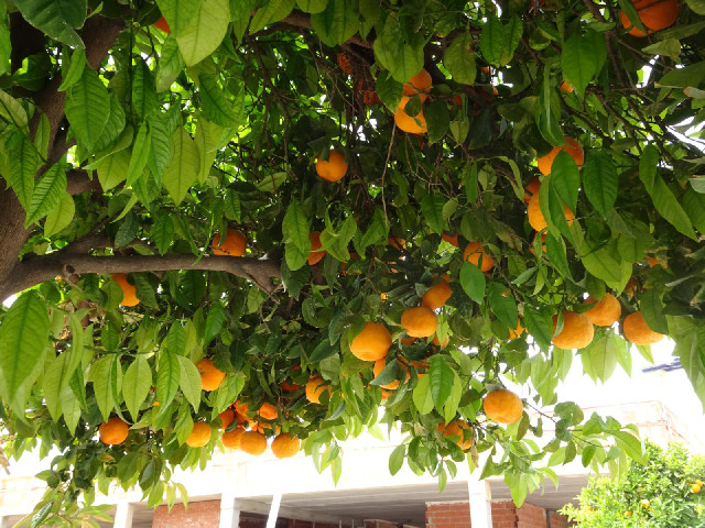 Orange trees!