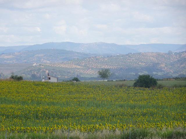 A view from a service station as I move from a hilly olive-growing region to flat arable land