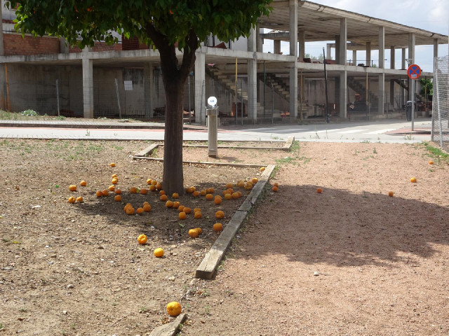 It's strange to see oranges just lying around on the ground.