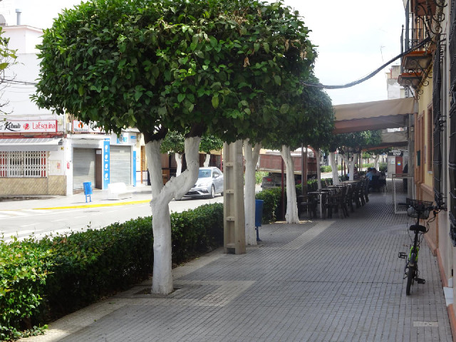 The tree trunks have been painted white.