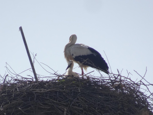 If that's one of the babies, it's quite big. 