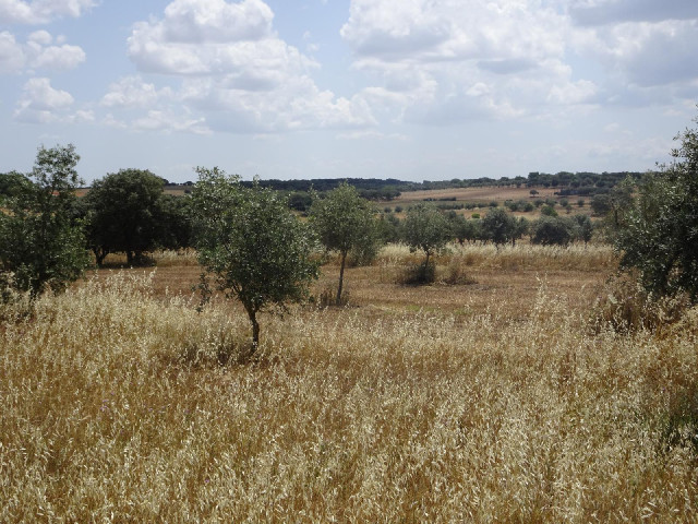 The landscape is very dry. It feels like August.