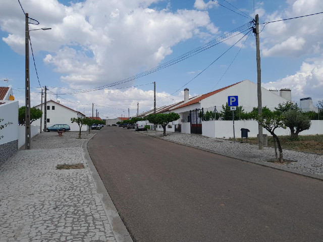 In recent days, the trees in the streets have been getting progressively shorter. 29th of December R...