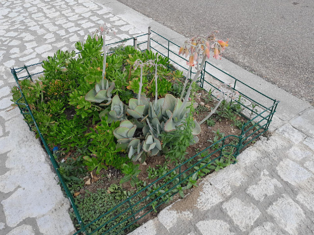 It also has this collection of plants.