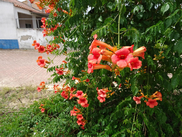 I have been informed by a reader that these are trumpet vines...