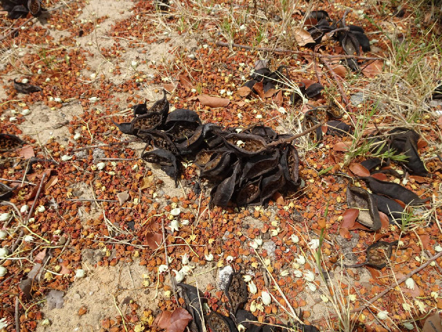 ... and these are their seed pods.