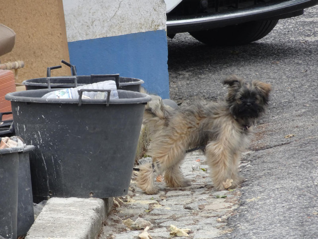 The only thing which watched me at this end of the road was this little dog.