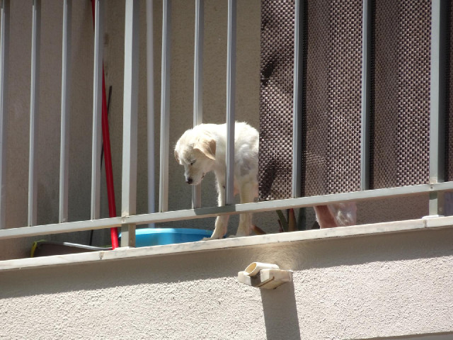 A little dog looking to see what's making the noise in the street below. It's a man beating the dust...