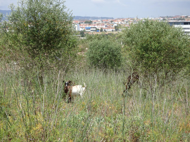 A short street led to the top of the hill so I walked up there to see if there was a good view. What...