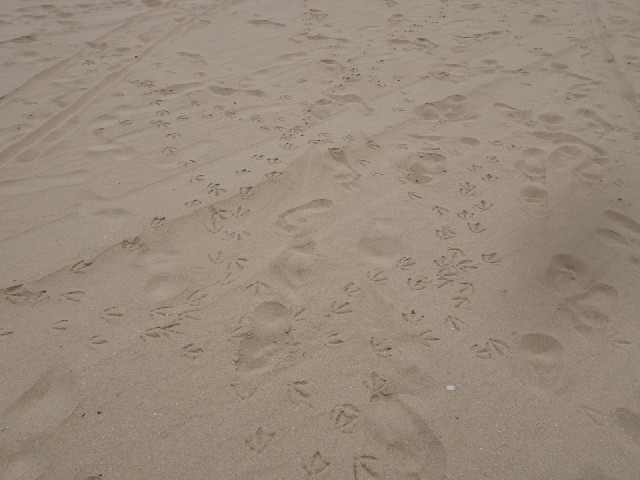 Bird tracks on the beach.