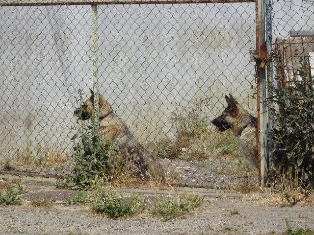 I don't know what these two dogs were so interested in. They pretty much ignored me.